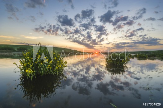Picture of Beautiful sunny colorful and foggy sunrise over the lake on which the irises bloom